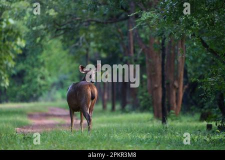 Cervi sambar (Rusa unicolor) in piedi tra gli alberi e guardando indietro facendo contatto con gli occhi. Foto Stock