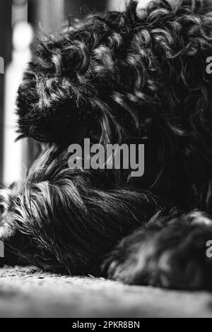 Un cane che riposa in bianco e nero. Foto Stock