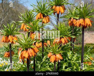 Fiori di giglio imperiali della corona, conosciuti anche come Fritillaria Imperialis. Fotografato all'inizio di aprile nel giardino murato di Eastcote House, Londra UK. Foto Stock