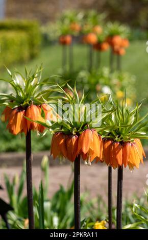 Fiori di giglio imperiali della corona, conosciuti anche come Fritillaria Imperialis. Fotografato all'inizio di aprile nel giardino murato di Eastcote House, Londra UK. Foto Stock