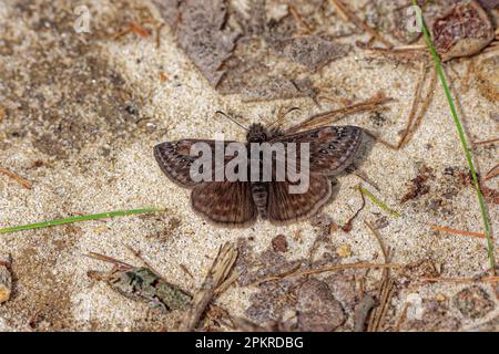 Un piccolo marrone con macchie bianche sembra una falce ma conosciuto come una farfalla duskywing sonnolenta essendo ancora con le ali completamente aperte sul terreno sabbioso vicino Foto Stock