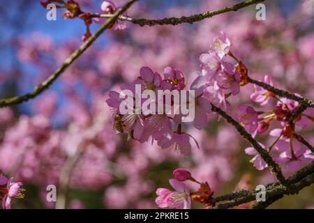 Un Miele a strisce marrone impollinante delicato fiore rosa di ciliegia mentre la luce del sole proietta ombre e luce sui delicati petali. Foto Stock