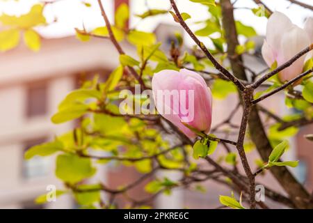 Rosa primavera magnolia fiori in strada urbana su un albero fiorito Foto Stock