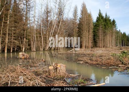 Area boschiva deforestata e allagata in Germania dopo forti piogge. Foto Stock