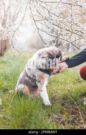 Il genitore ottiene l'attenzione del suo bambino e gli consegna un pezzo di spuntino in un viaggio nella natura. Un cucciolo australiano del pastore guarda la mano del suo proprietario e. Foto Stock