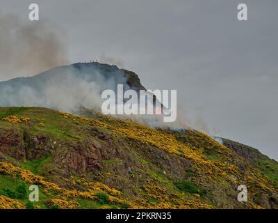 Gola gialla che brucia in un incendio nel bosco sul sedile arthurs, l'iconica collina vicino a Edimburgo, la capitale della Scozia. Foto Stock