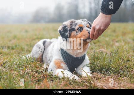 Il genitore ottiene l'attenzione del suo bambino e gli consegna un pezzo di spuntino in un viaggio nella natura. Un cucciolo australiano del pastore guarda la mano del suo proprietario e. Foto Stock