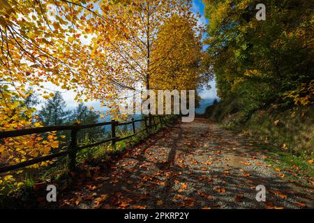 Il Parco della Burcina a Biella Piemonte in Autunno Foto Stock