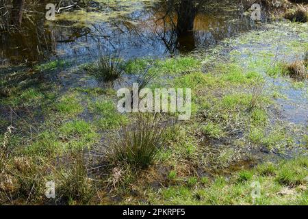 Campo verde inondato di acqua Foto Stock