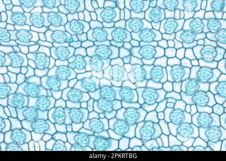 Foglia BlueJacket, epidermide inferiore, montaggio completo, micrografia a 20X luci. Tradescantia ohiensis, sinonimo Tradescantia reflexa, al microscopio ottico. Foto Stock