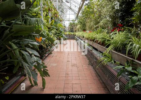 Vista di una vecchia serra tropicale con piante sempreverdi, palme, liane in una giornata di sole con bella luce dentro Foto Stock