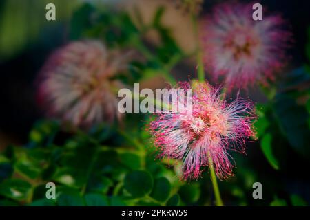 I fiori sono strutture riproduttive di piante responsabili della produzione di semi. Foto Stock