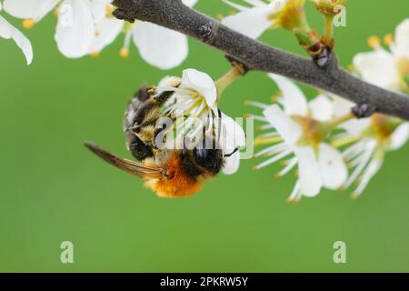 Primo piano naturale su una femmina colorata ape mineraria con patatine grigie, Andrena nitida su un fiore bianco di spina nera, Prunus spinosa Foto Stock