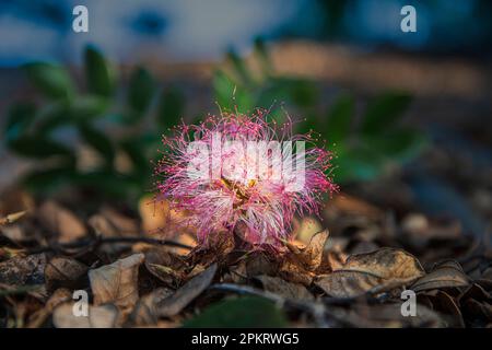 I fiori sono strutture riproduttive di piante responsabili della produzione di semi. Foto Stock