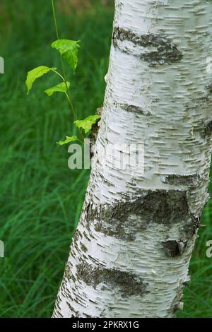 La molla a Sieur de Monts, il Parco Nazionale di Acadia, Maine Foto Stock