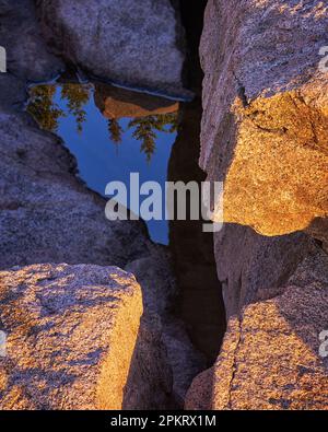 I pini si riflettono in pozza lungo la costa dell'Acadia National Park vicino a Bar Harbor, Maine Foto Stock