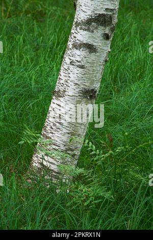 La molla a Sieur de Monts, il Parco Nazionale di Acadia, Maine Foto Stock