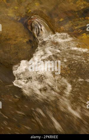 Luce applaiata sul Middle Patuxent River nella contea di Howard, Maryland Foto Stock