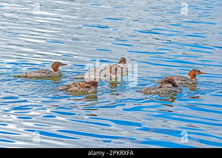 Un salto di donne merganser in movimento nella Sylvania Wilderness nel Michigan Foto Stock