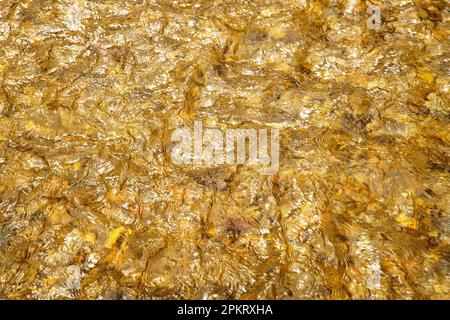 Luce applaiata sul Middle Patuxent River nella contea di Howard, Maryland Foto Stock
