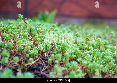 Primo piano di una pianta verde con la parola verde su di essa. Foto di alta qualità Foto Stock