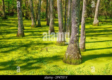 La palude di Cypress in primavera a Charleston, South Carolina Foto Stock