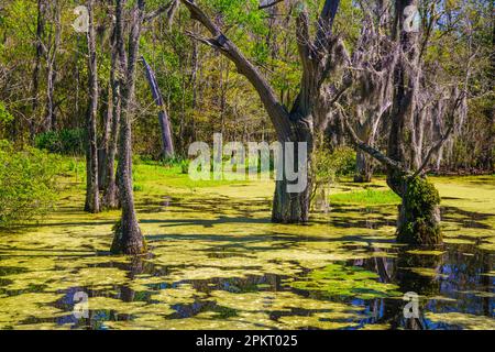 La palude di Cypress in primavera a Charleston, South Carolina Foto Stock