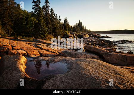 Pini riflessi nell'acqua lungo la costa dell'Acadia National Park vicino a Bar Harbor nel Maine Foto Stock