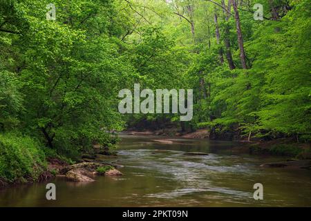 Colore primaverile lungo il fiume Middle Patuxent nella contea di Howard, Maryland Foto Stock