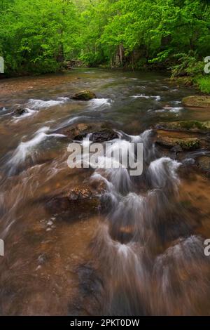 Colore primaverile lungo il fiume Middle Patuxent nella contea di Howard, Maryland Foto Stock