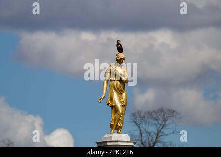 Cormorano sulla testa della Statua della Fontana di Diana al Bushy Park Foto Stock