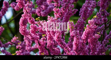 rami dell'albero di redbud nel giardino. natura sfondo in una giornata di sole in primavera Foto Stock