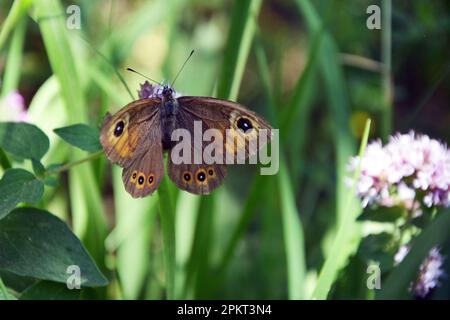 Primo piano di una grande farfalla marrone parete (Lasiommata maera) su un fiore di origano. Immagine orizzontale con messa a fuoco selettiva e sfondo verde sfocato Foto Stock