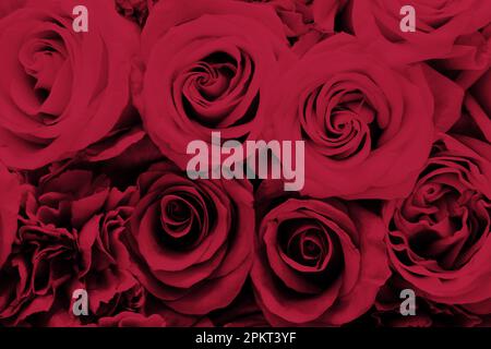 Colore trendy di 2023 Viva Magenta. Fiori di colore magenta. Testo colore dell'anno 2023 Viva Magenta su rose piatte Foto Stock