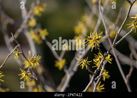 Strega Hazel (Hamamelis virginiana) in fiore. Strega-nocciola comune e strega-nocciola americana. Messa a fuoco selettiva. Sfondo. Foto Stock