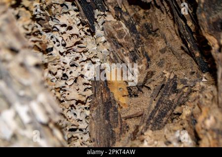 Un primo piano di un tronco d'albero con un pezzo di legno che ha la parola legno su di esso. Foto di alta qualità Foto Stock