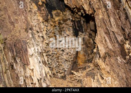 Un primo piano di un tronco d'albero con un pezzo di legno che ha la parola legno su di esso. Foto di alta qualità Foto Stock