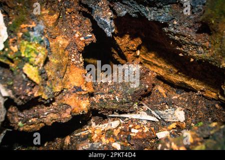 Un primo piano di un tronco d'albero con un pezzo di legno che ha la parola legno su di esso. Foto di alta qualità Foto Stock