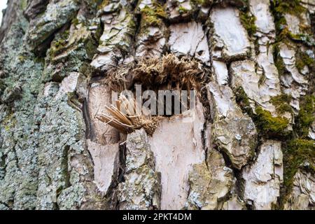 Un primo piano di un tronco d'albero con un pezzo di legno che ha la parola legno su di esso. Foto di alta qualità Foto Stock