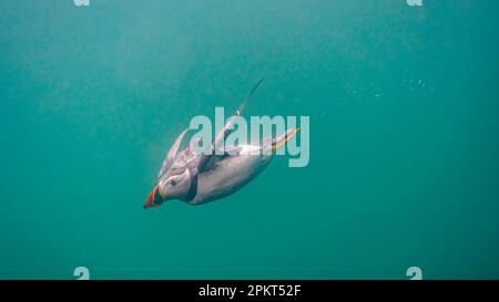 Puffins Isole Farne sottomarine Northumberland Foto Stock