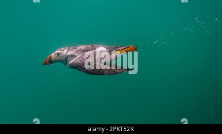 Puffins Isole Farne sottomarine Northumberland Foto Stock