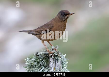 La Thrush Australe, Turdus Falcklandii Falcklandii, conosciuta localmente come la Thrush delle Falkland sulle Isole Falkland. Foto Stock