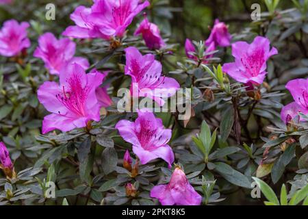 Accattivante rododendro rosa simsii in piena fioritura Foto Stock