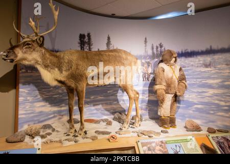 Caribou e cacciatore mostra al museo della stazione ferroviaria di Churchill, Manitoba, Canada Foto Stock