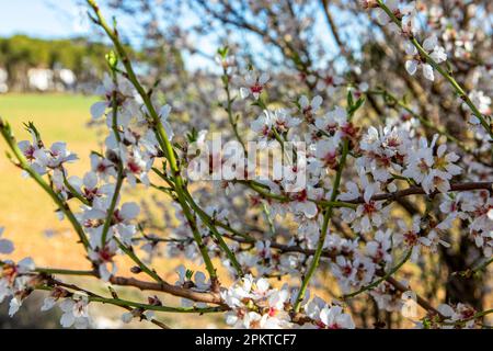 Fotografia di rami con fiori di mandorla in un grande campo pieno di mandorli, questi sono i primi e più belli fiori di primavera. Foto Stock