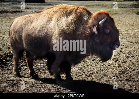 Il bisonte americano o semplicemente bisonte, conosciuto anche come il bufalo americano Foto Stock