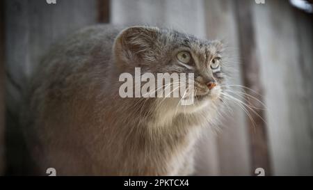 Manul or Pallas's Cat, otocolobus manul, Ritratto di Adulto. Carino gatto selvatico dall'Asia. Foto Stock