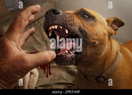 'Tyson' (che prende il nome dal pugile americano del peso pesante, Mike Tyson) gioca con me durante un confronto nel cortile anteriore della mia casa in Natures Valley Foto Stock