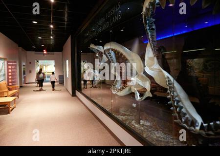 Gainesville, Florida, Stati Uniti. 8 aprile 2023: Il Florida Museum of Natural History è il museo ufficiale di storia naturale sponsorizzato e noleggiato dallo stato della Florida. Foto Stock