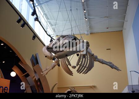 Gainesville, Florida, Stati Uniti. 8 aprile 2023: Il Florida Museum of Natural History è il museo ufficiale di storia naturale sponsorizzato e noleggiato dallo stato della Florida. Foto Stock